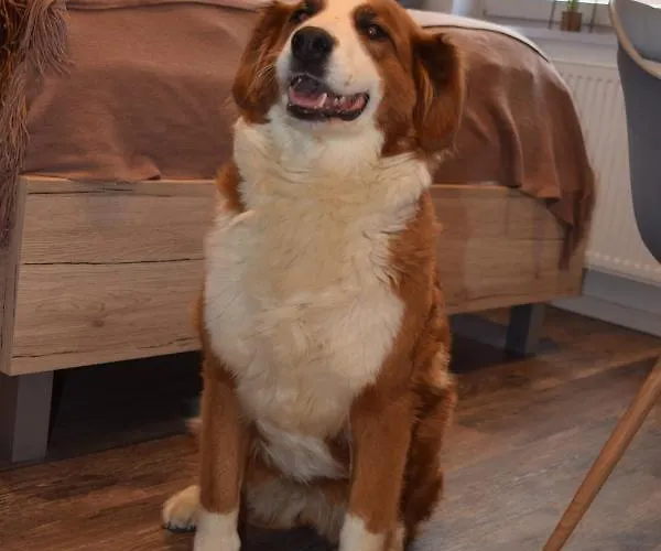 Busch's Gaestehaus Rust